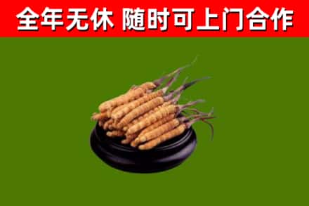 天涯区烟酒回收冬虫夏草.jpg